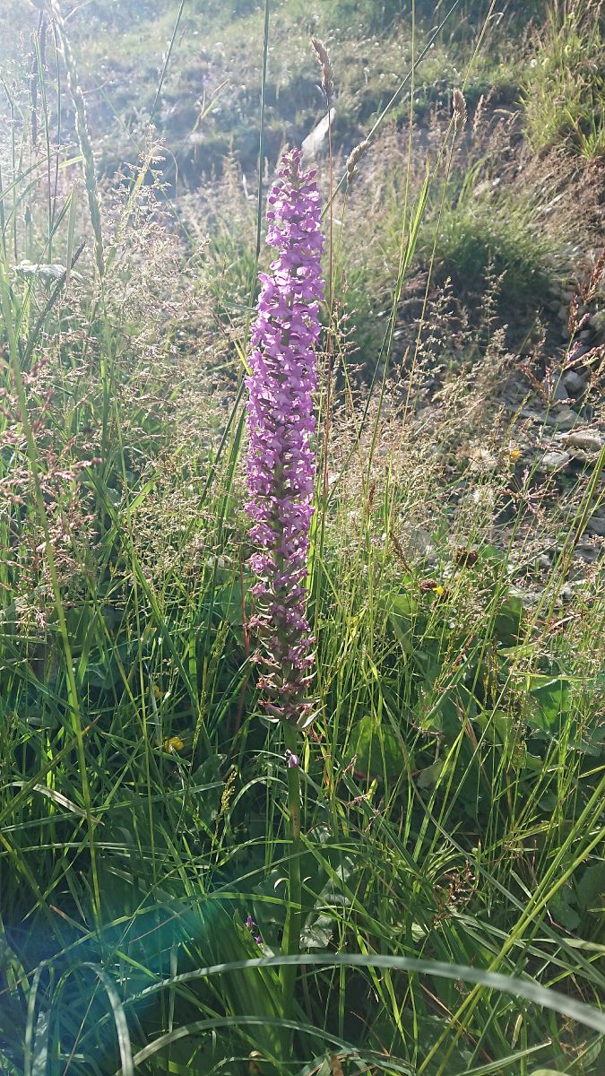 Gymnadenia conopsea var. densiflora  - Pernot Jean-Claude