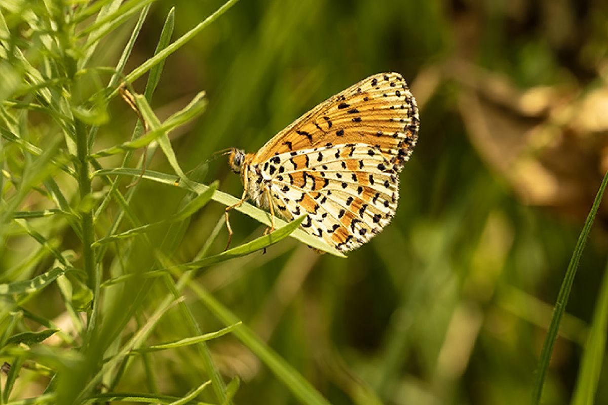Melitaea didyma  - Paola Bressan