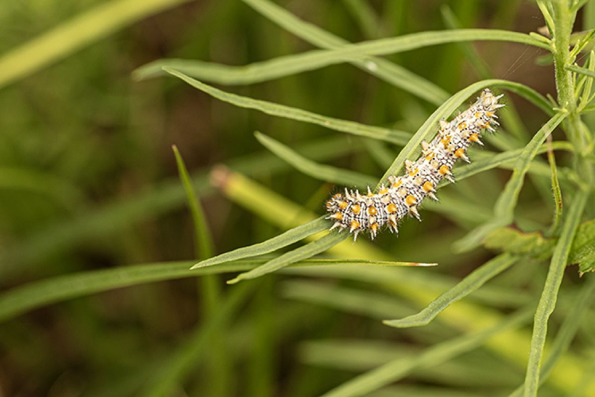 Melitaea didyma  - Paola Bressan