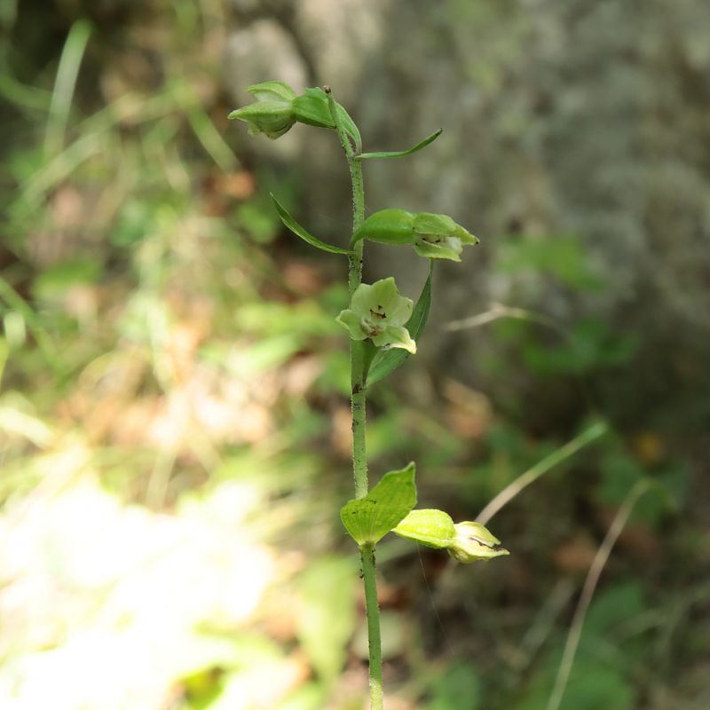 Epipactis helleborine var. minor  - Gerard Guillouard