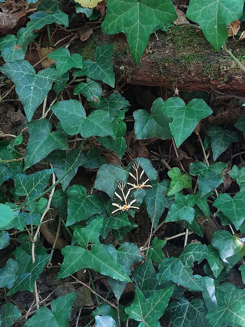 Euplagia quadripunctaria  - Camilla Todone (FVG)