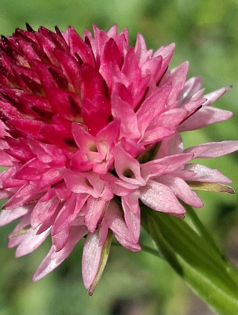 Gymnadenia corneliana 