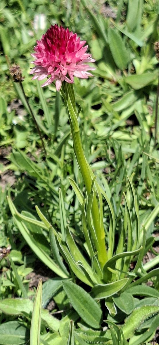 Gymnadenia corneliana 