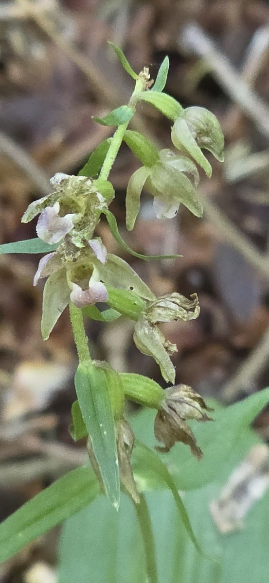 Epipactis helleborine var. minor  - Michel Robin
