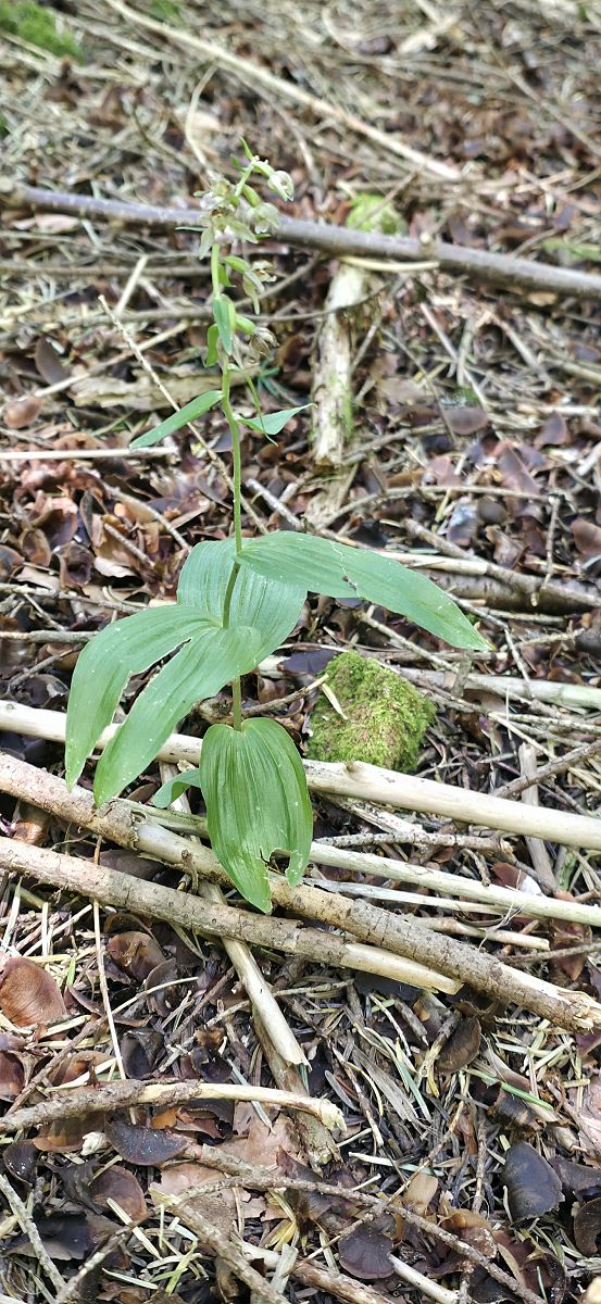 Epipactis helleborine var. minor  - Michel Robin
