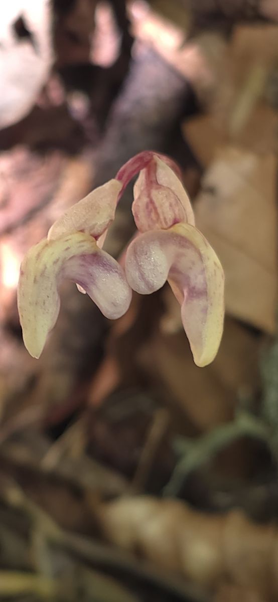 Epipogium aphyllum  - Michel Robin