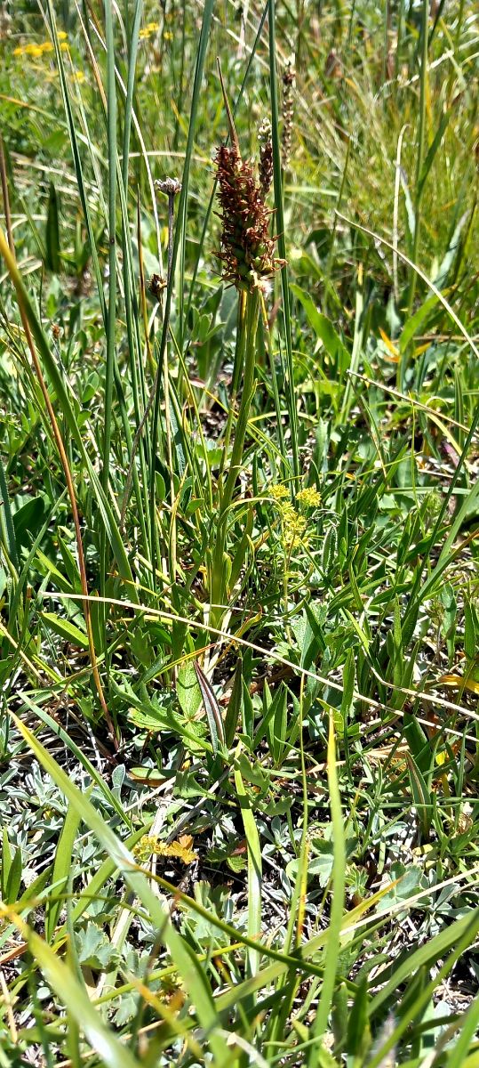 Gymnadenia rhellicani  - Gerard Chassan