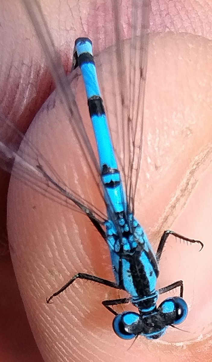 Enallagma cyathigerum  - Battisti Andrea