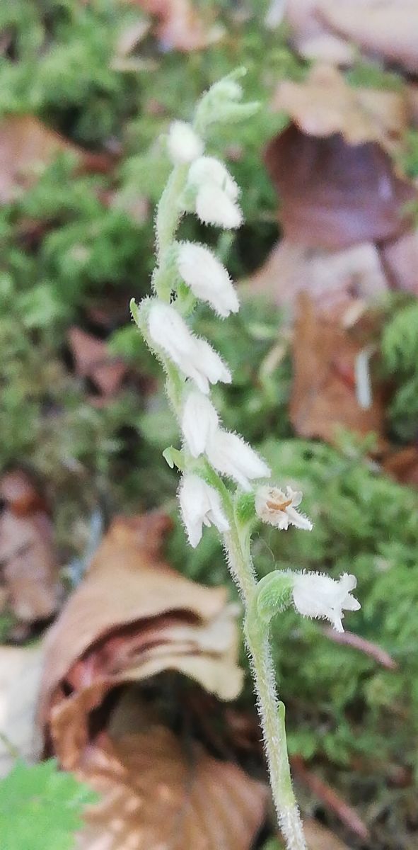 Goodyera repens  - Laurent Fourneret