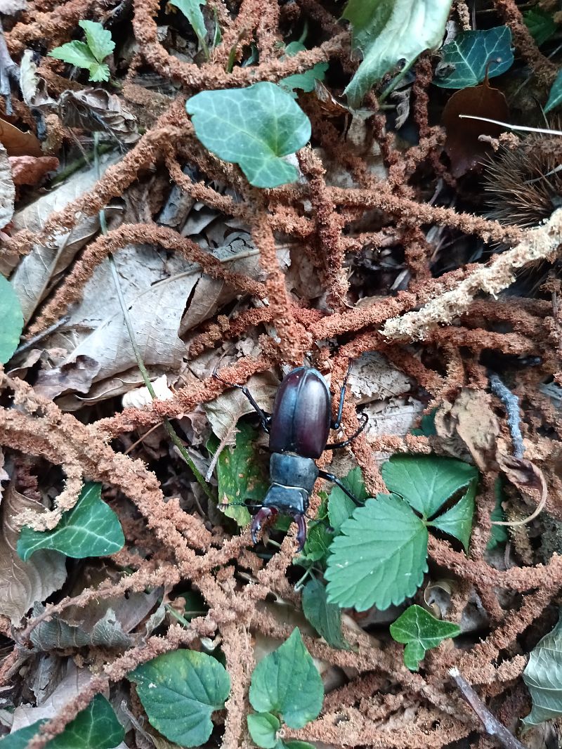 Lucanus cervus  - Tiziano Fiorenza (FVG)
