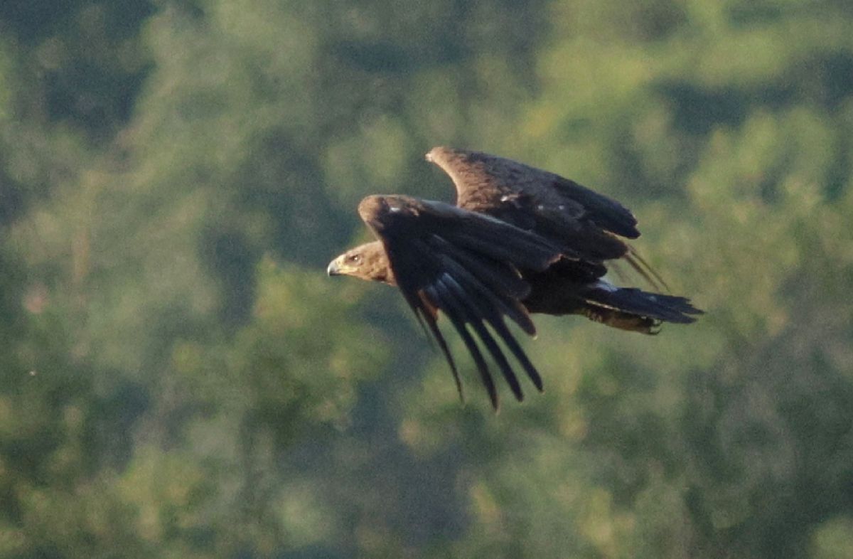 Aigle criard  - Michał Polakowski