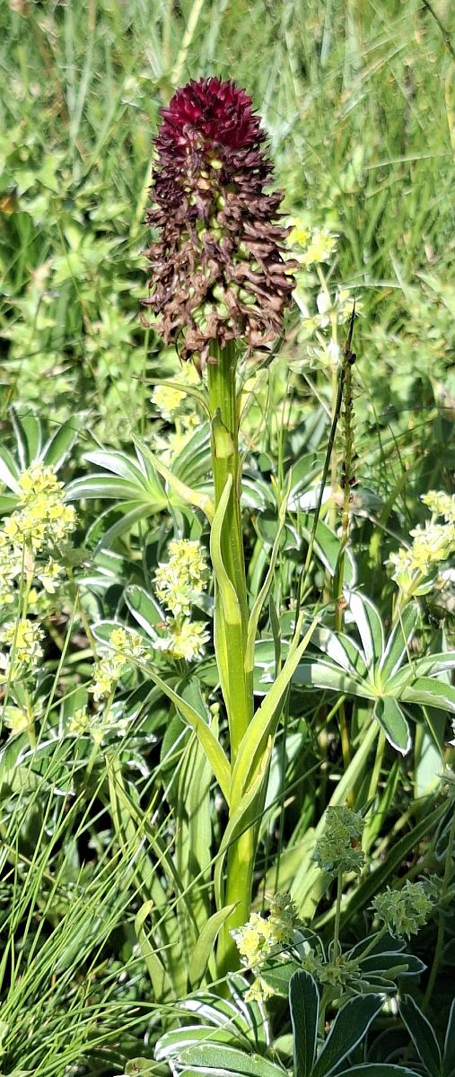 Gymnadenia rhellicani var. cenisia 