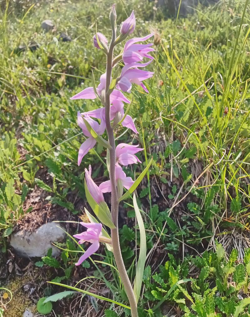 Cephalanthera rubra  - Christophe Davée