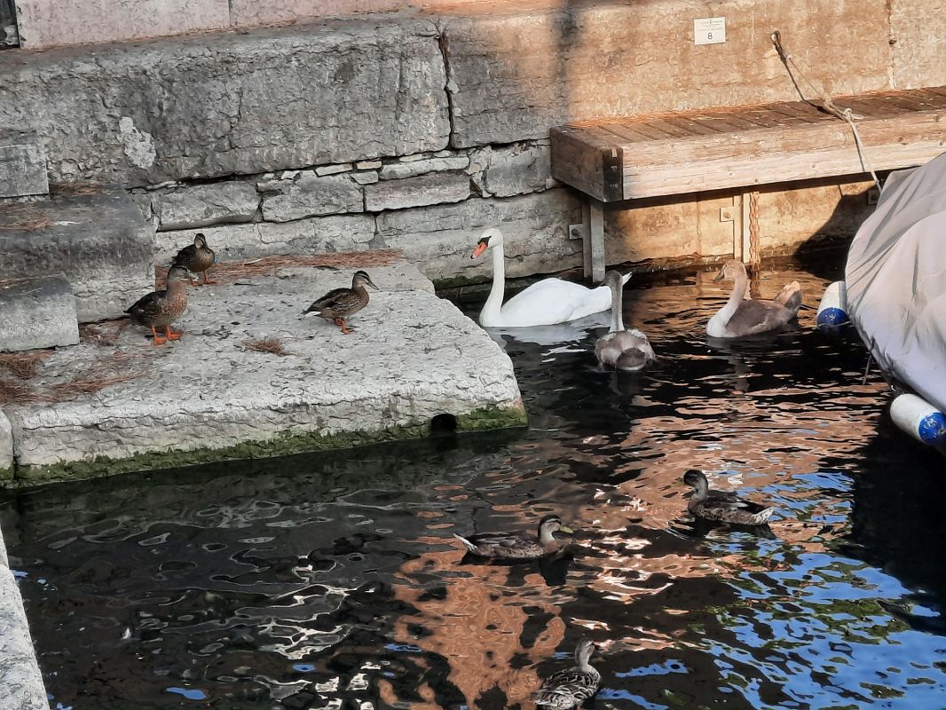 Cigno reale  - Bassano Riboni