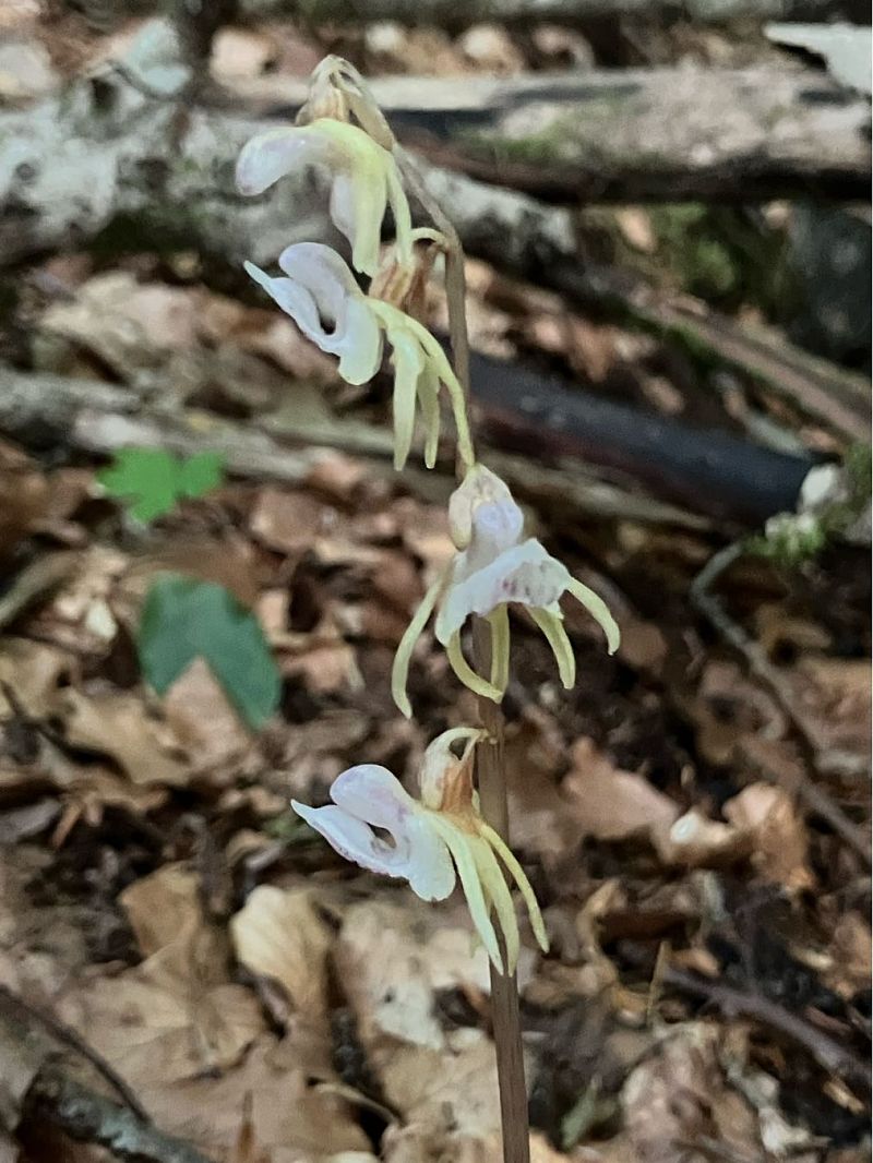 Epipogium aphyllum  - Florent de Gasperis