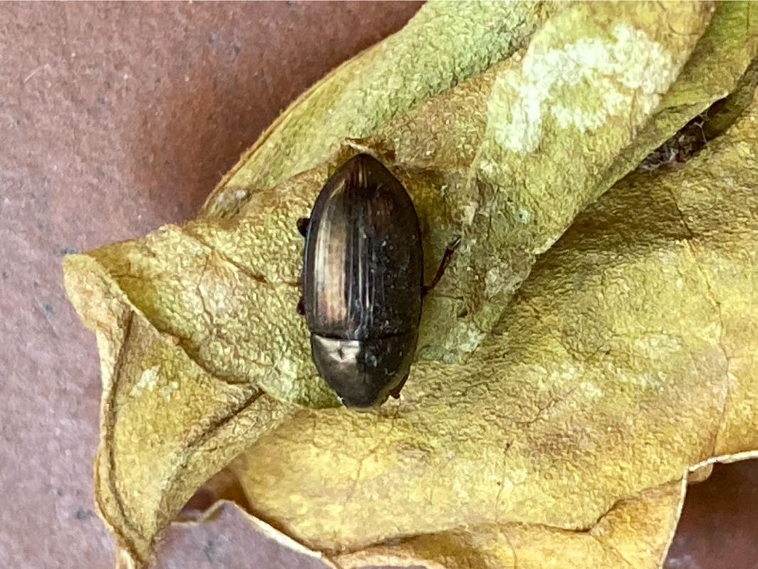 Amara bronzée  - Maria Rita Gelso