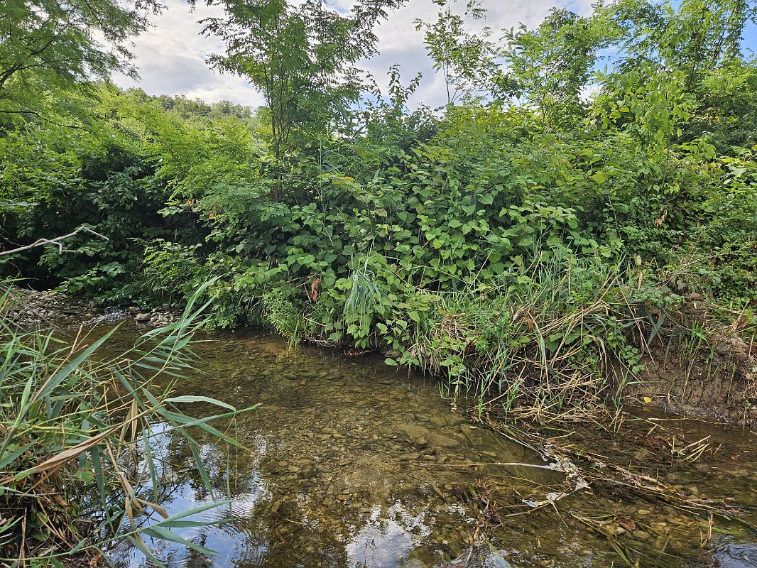 Fallopia japonica  - Elisa de Belli (FVG)