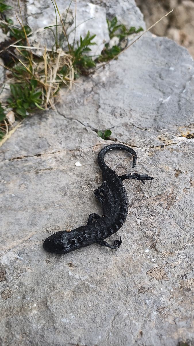 Salamandra alpina  - Angelo Sinuello (FVG)