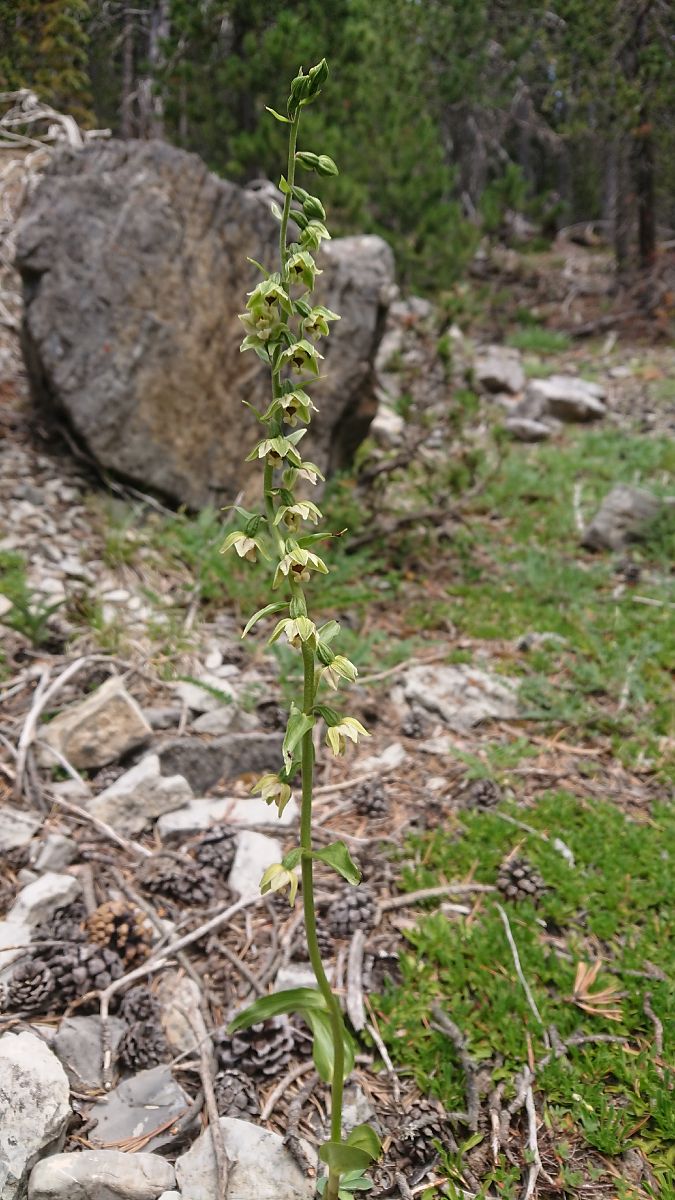 Epipactis distans  - Pernot Jean-Claude
