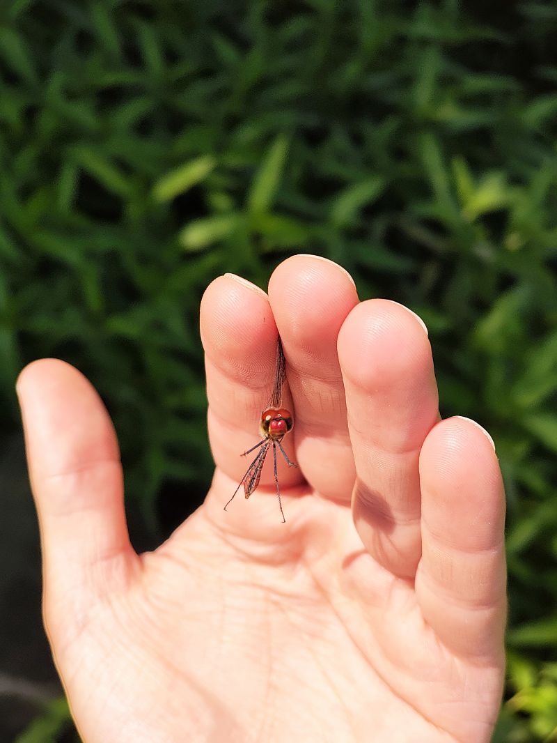 Sympetrum sanguineum  - Marco Cazzola