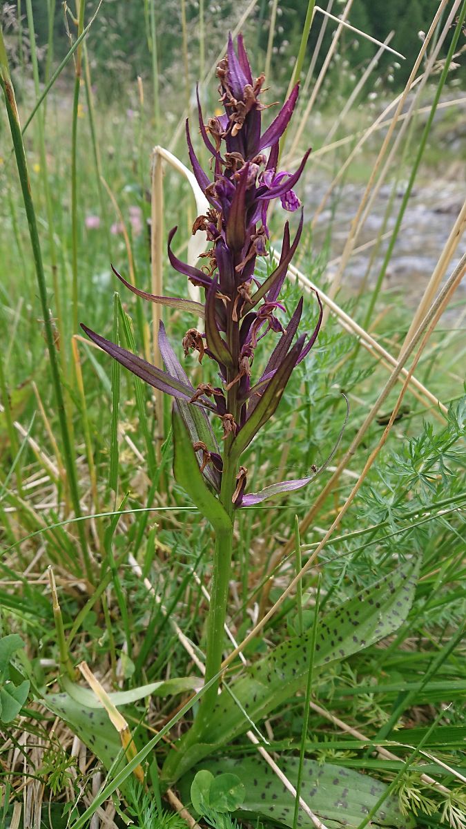 Dactylorhiza alpestris  - Pernot Jean-Claude