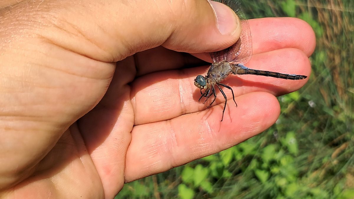 Orthetrum coerulescens  - Roberto Fabbri