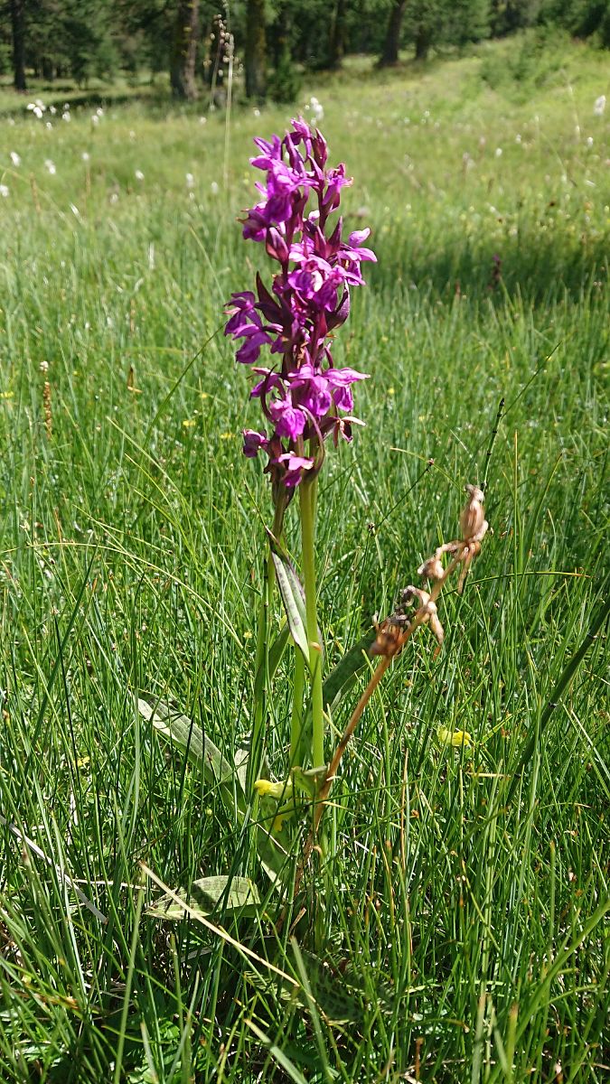 Dactylorhiza alpestris  - Pernot Jean-Claude