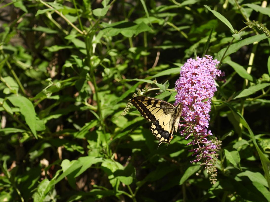 Papilio machaon  - Massimino Luigi Brigo