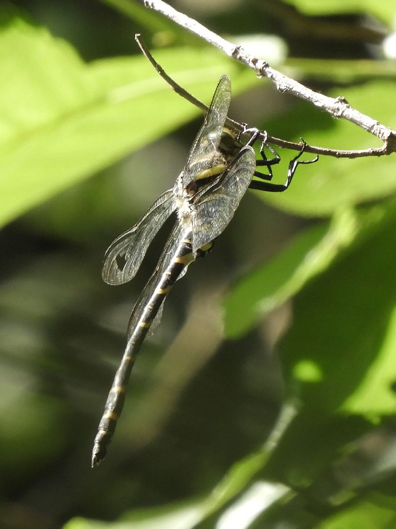 Cordulegaster boltonii  - Massimo Tassinari