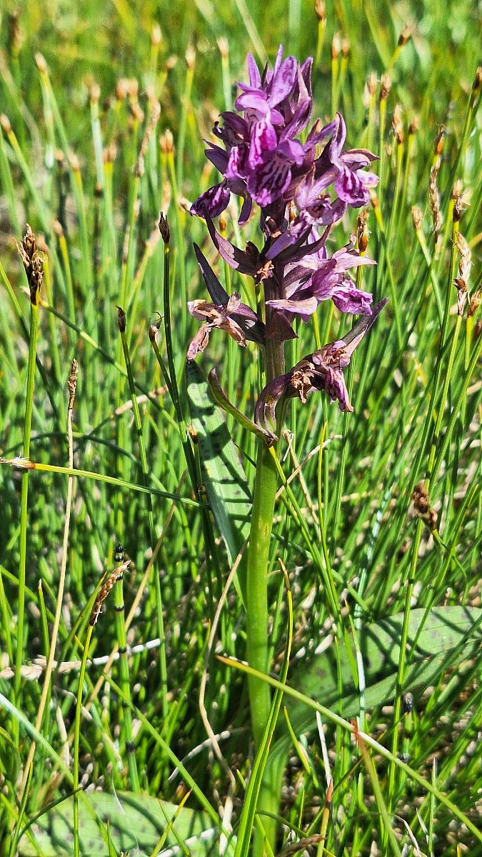 Dactylorhiza lapponica  - Yohan Le Goff