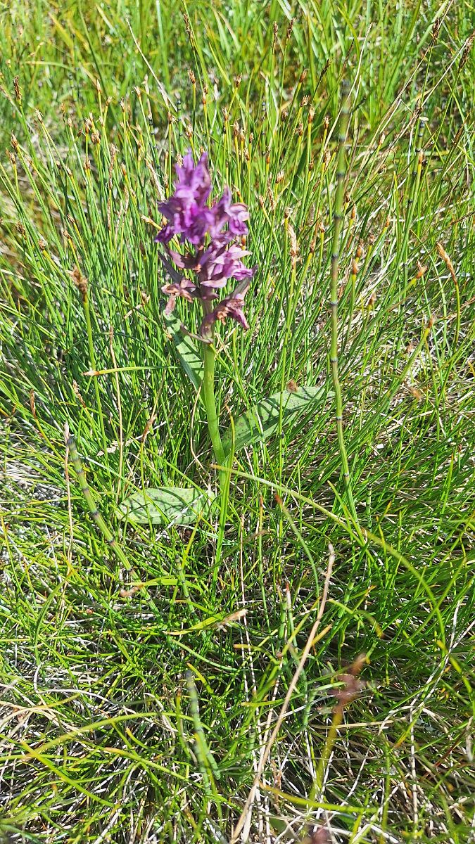 Dactylorhiza alpestris  - Yohan Le Goff
