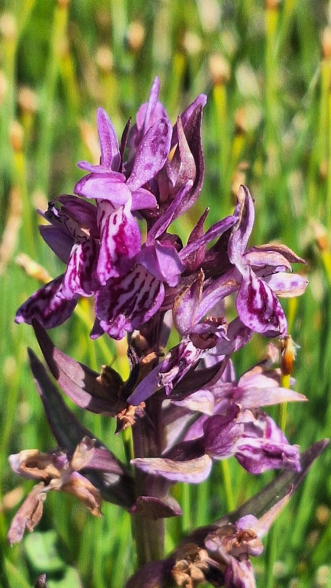 Dactylorhiza lapponica  - Yohan Le Goff
