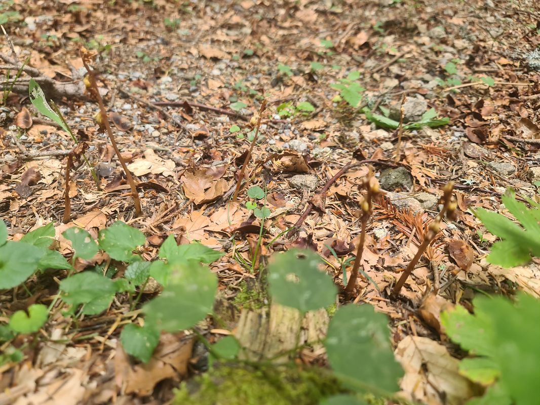 Epipogium aphyllum  - Christian Fleury