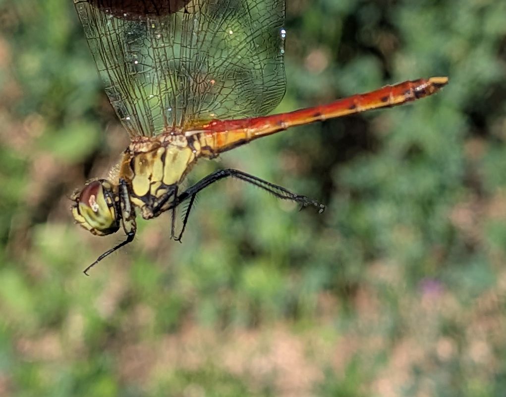 Sympetrum depressiusculum  - Andrea Verdelli