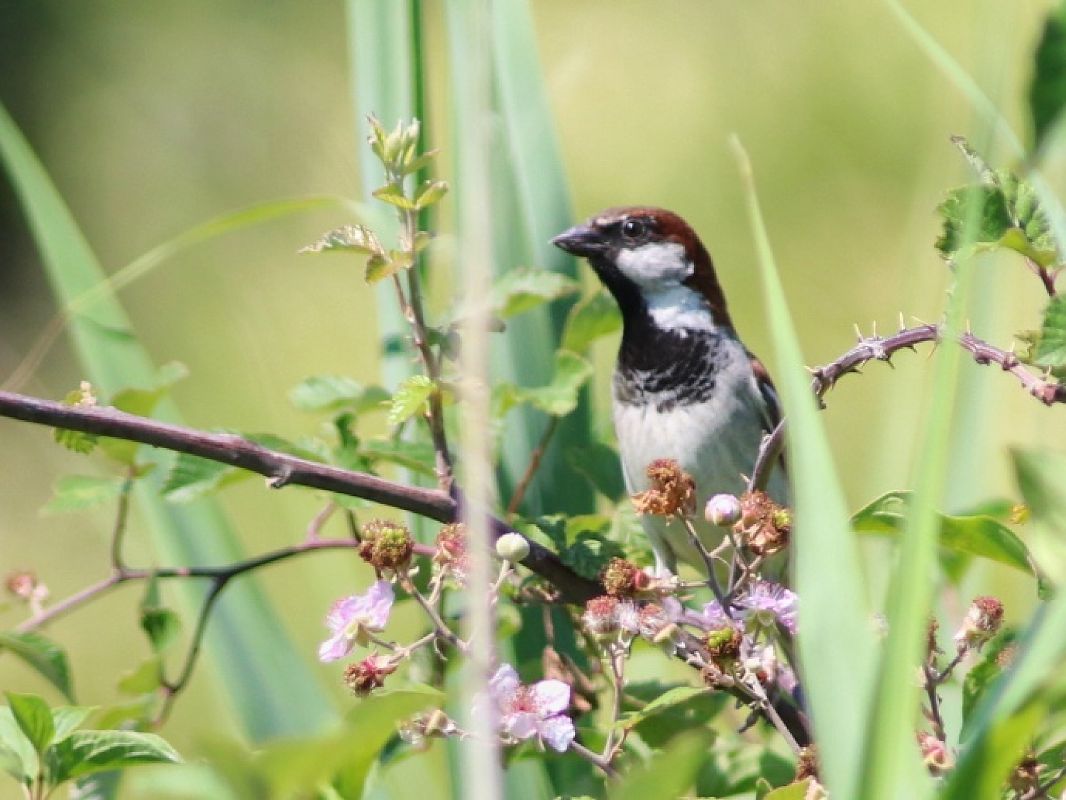 Italian Sparrow  - Stefano Sava