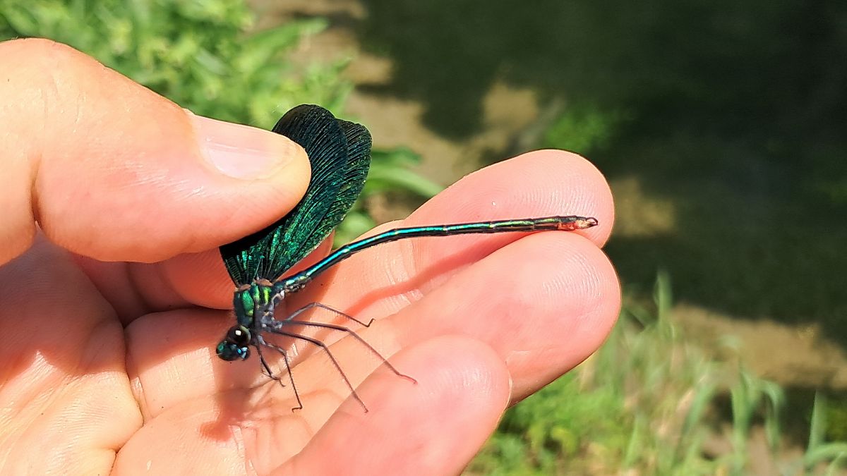 Calopteryx virgo  - Roberto Fabbri