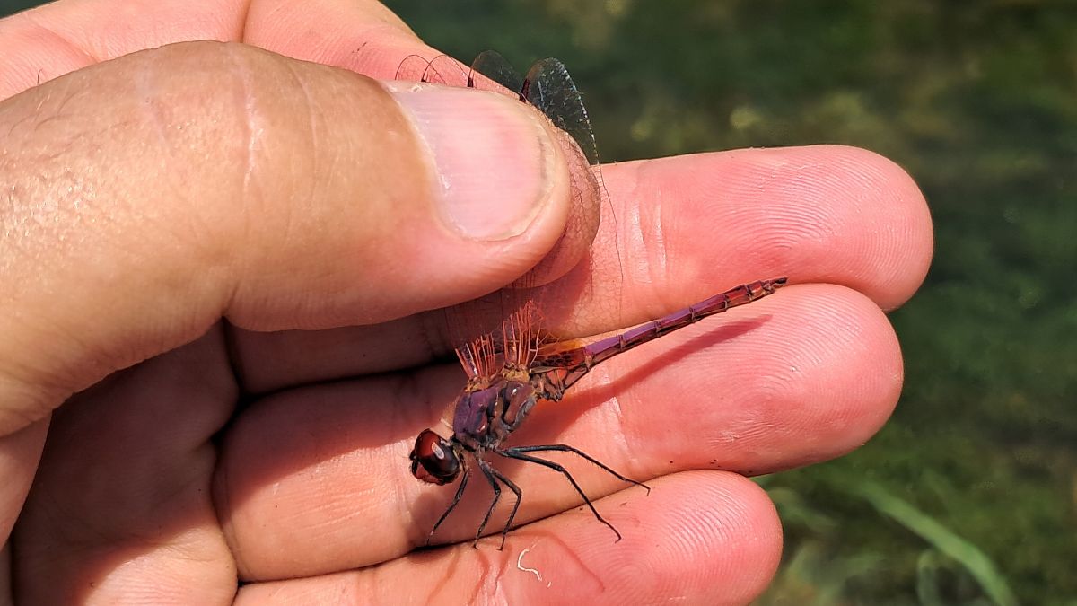 Trithemis annulata  - Roberto Fabbri