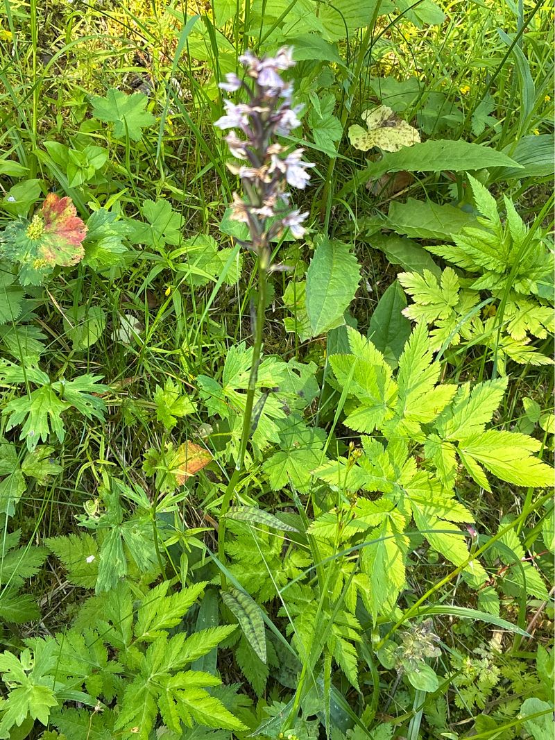 Dactylorhiza maculata  - Michel Camus