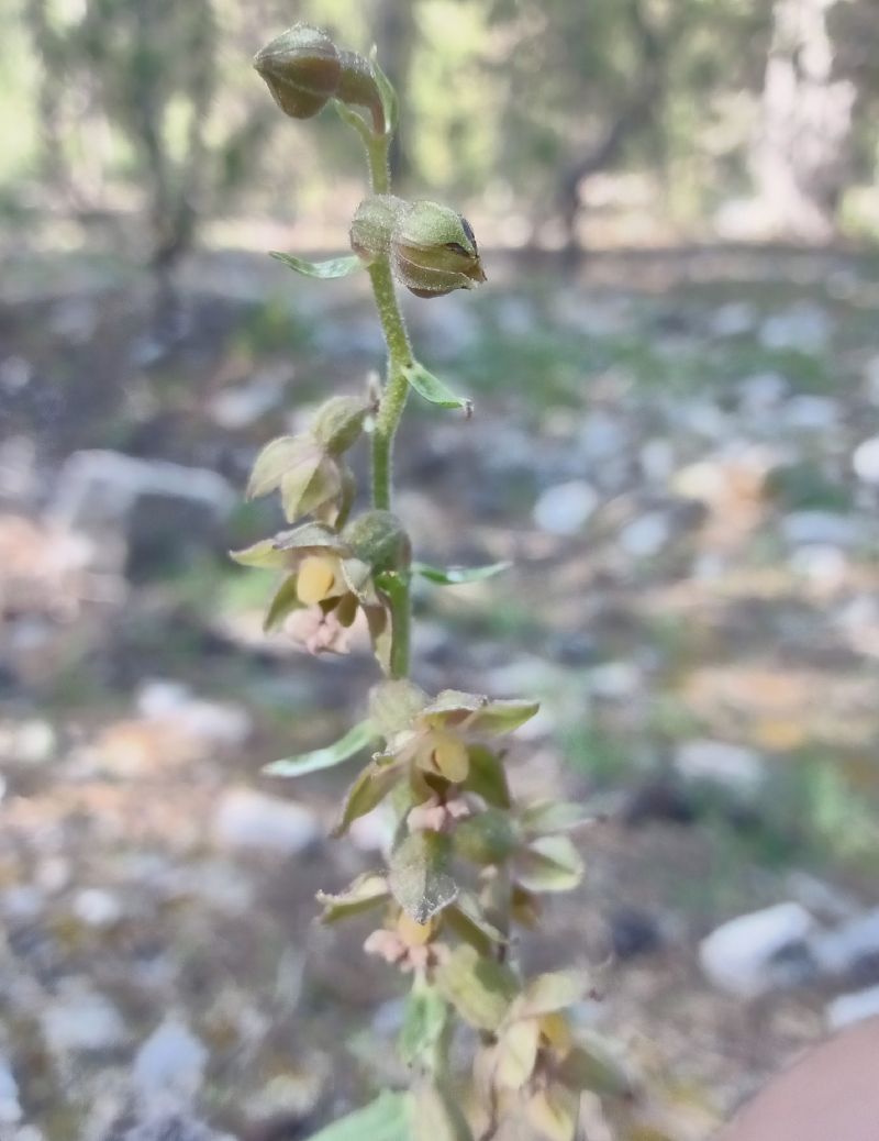 Epipactis atrorubens  - Christophe Davée