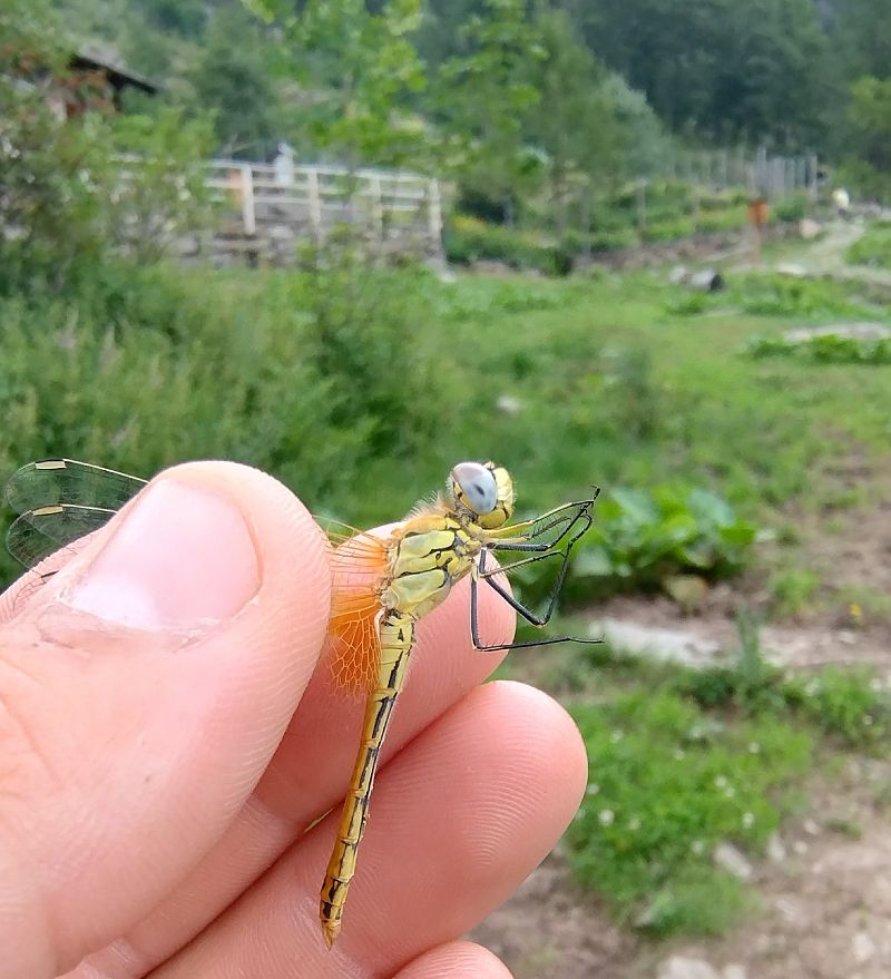 Sympetrum fonscolombei  - Battisti Andrea