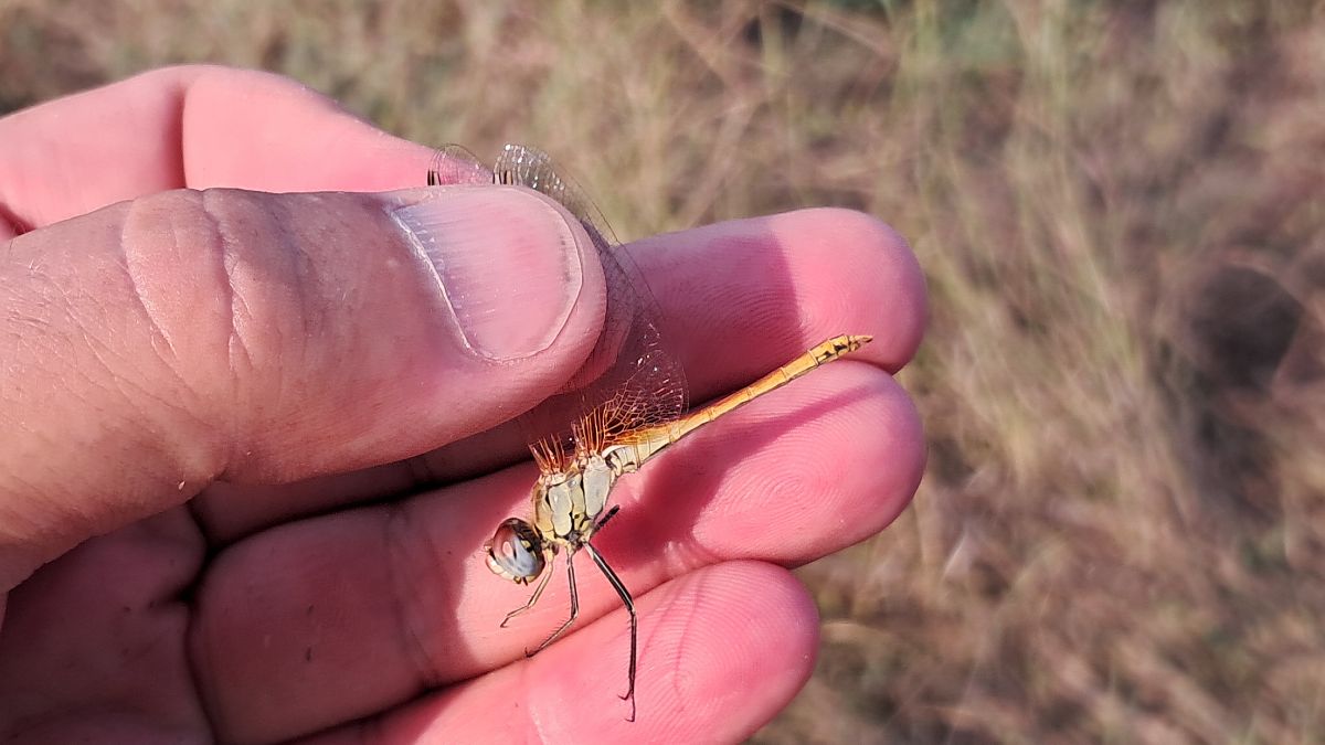 Sympetrum fonscolombei  - Roberto Fabbri