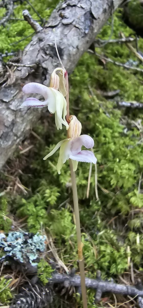 Epipogium aphyllum  - Claire Perrachon