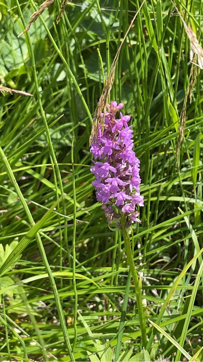 Gymnadenia conopsea  - Christine Lescuyer