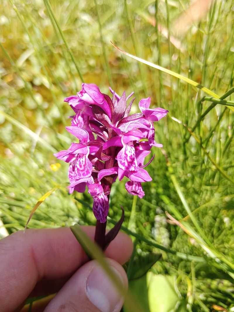 Dactylorhiza majalis  - Clément Chauvet