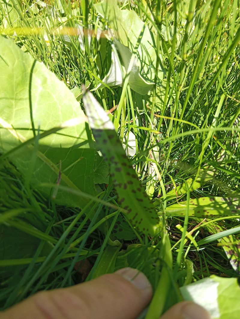 Dactylorhiza majalis  - Clément Chauvet