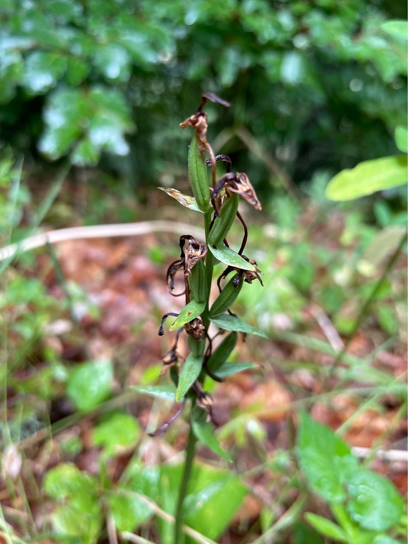 Epipactis helleborine  - Arthur Léonard