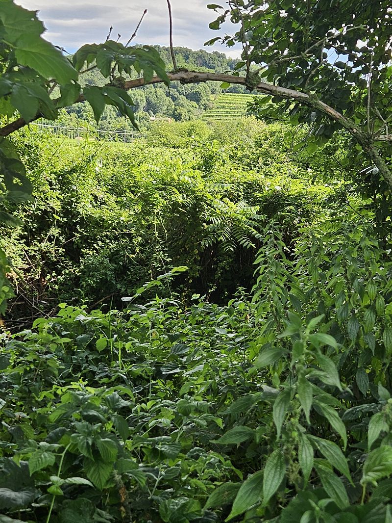 Ailanthus altissima  - Elisa de Belli (FVG)