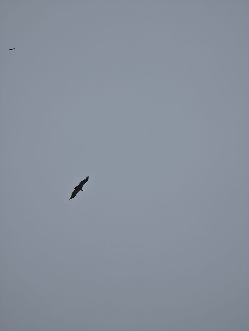Vautour fauve 