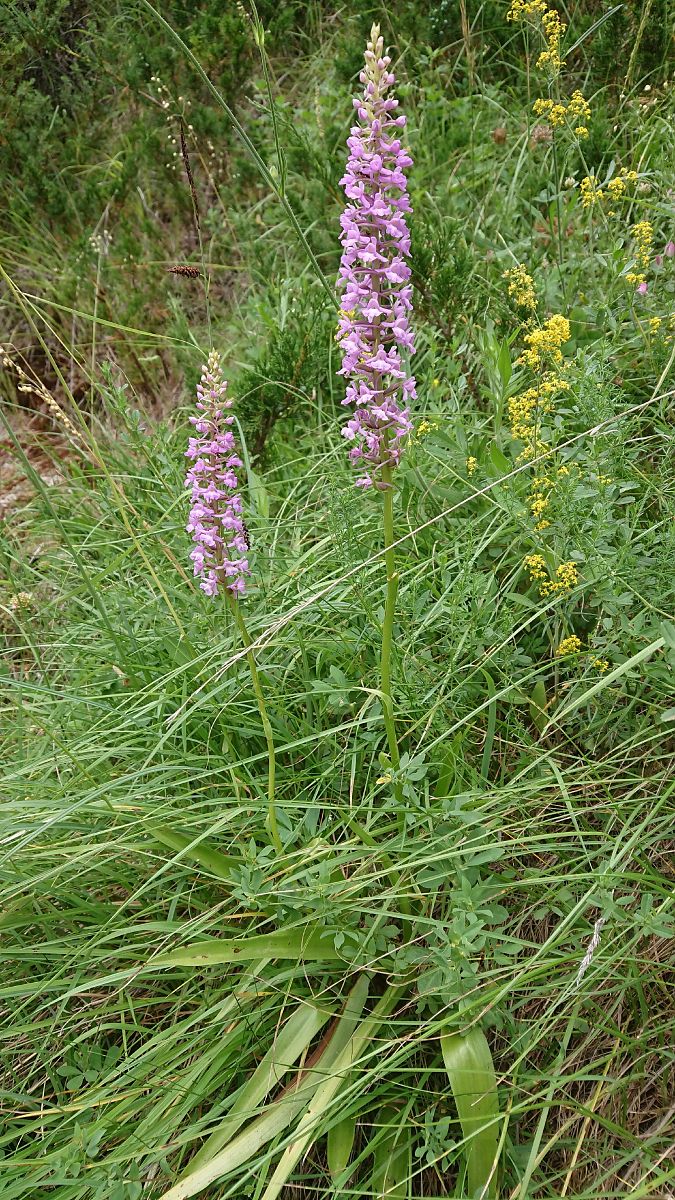 Gymnadenia conopsea  - Pernot Jean-Claude