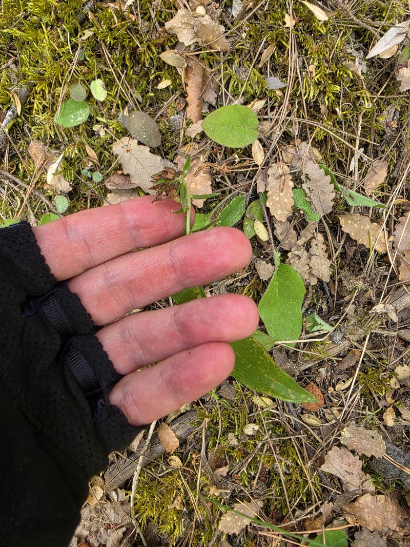 Epipactis sp.  - Andreu Canut i Font